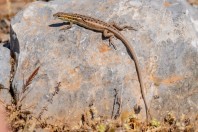 Ophisops elegans, Arginonta, Kalymnos