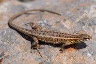 Ophisops elegans, Arginonta, Kalymnos