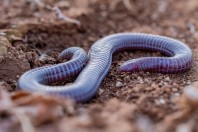 Blanus strauchi, Vothini, Kalymnos