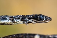 Platyceps najadum kalymnensis, Arginonta, Kalymnos
