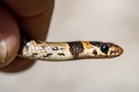 Eirenis modestus, Kalymnos