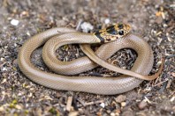 Eirenis modestus, Kalymnos