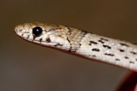 Eirenis modestus, Arginonta, Kalymnos
