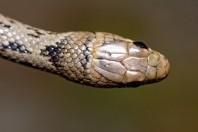 Eirenis modestus, Arginonta, Kalymnos