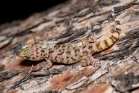 Hemidactylus turcicus, Kalymnos