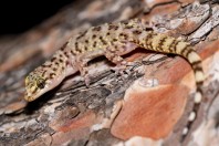 Hemidactylus turcicus, Kalymnos