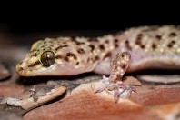 Hemidactylus turcicus, Kalymnos