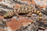 Hemidactylus turcicus, Kalymnos