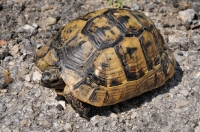 Testudo graeca v Dadii