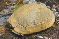 Ve východním Řecku lze narazit na takto vybarvené T. hermanni