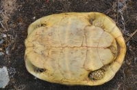 Testudo hermanni, Dadia