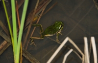 Hyla arborea v Tychero