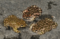 Bufo viridis