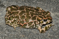 Bufo viridis