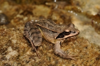 Rana dalmatina v Dadii