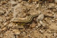 Lacerta trilineata, Dadia