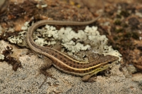 Ophisops elegans, Dadia