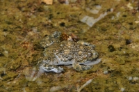 Bombina variegata, Dadia