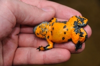 Bombina variegata, Dadia