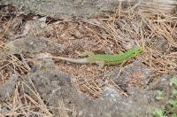 Lacerta trilineata, Dadia