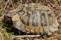 Testudo hermanni, Dadia