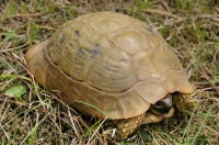 Testudo hermanni, Dadia