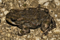 Bufo viridis, Tychero