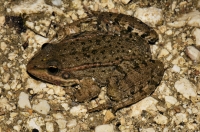 Pelophylax ridibundus, Tychero