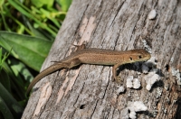 Juvenilní Lacerta viridis