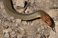 Dolichophis caspius