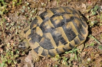 Testudo hermanní, Alexandropolis