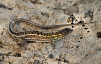 Ophisops elegans, near Alexandroupoli