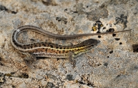 Ophisops elegans, blízko Alexandropolis