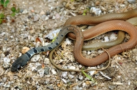 Platyceps najadum, Alexandropolis