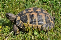 Testudo graeca, Evros delta