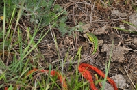 Podarcis tauricus v Evros deltě