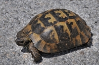 Testudo graeca v Maronei