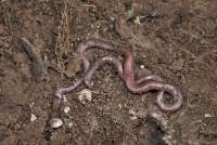 Typhlops vermicularis z okolí Maroneie