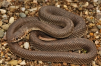 Dolichophis caspius z Petroty