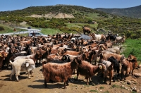 Herd of goats, near Peristera