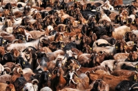 Stádo koz, blízko Peristery