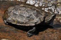 Mauremys rivulata, Peristera