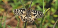 Zerynthia polyxena, Peristera