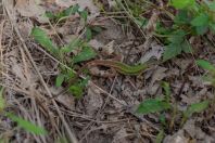 Lacerta viridis, Kaszó