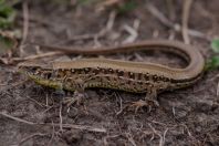 Lacerta agilis, Kaszó