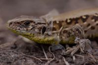 Lacerta agilis, Kaszó