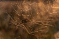 Morning dew, Kaszó