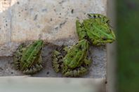 Pelophylax esculentus, Kaszó