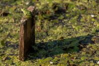 Pelophylax esculentus, Kaszó