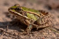 Pelophylax esculentus, Kaszó